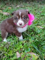 Sally, a female Australian Shepherd for sale in Sugartown, LA – Photo 1 of 6