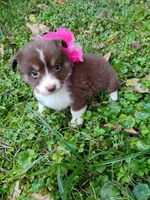 Sally, a female Australian Shepherd for sale in Sugartown, LA – Photo 2 of 6