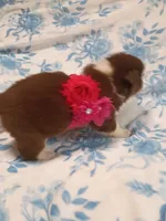 Sally, a female Australian Shepherd for sale in Sugartown, LA – Photo 6 of 6