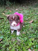 Sally, a female Australian Shepherd for sale in Sugartown, LA – Photo 3 of 6