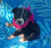 Tessie, a female Australian Shepherd and Border Collie for sale in Sugartown, LA – 2 of 2
