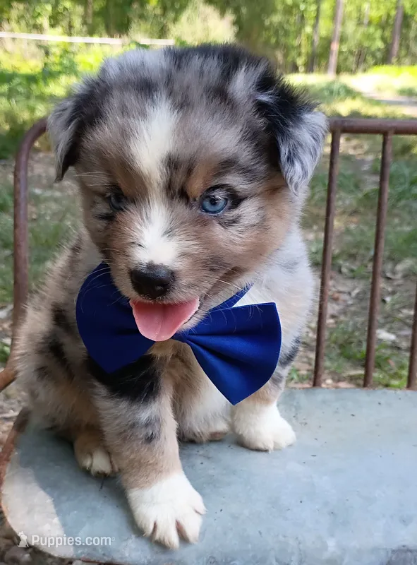   Caplun – Miniature Australian Shepherd puppy for sale in Sugartown, LA