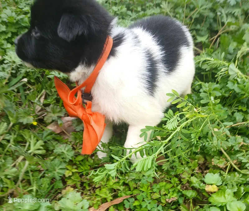 Tommy – Rat Terrier, Australian Shepherd puppy for sale in Sugartown, LA