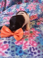 Tommy, a male Rat Terrier and Australian Shepherd for sale in Sugartown, LA – Photo 3 of 3