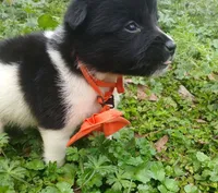 Tommy, a male Rat Terrier and Australian Shepherd for sale in Sugartown, LA – Photo 5 of 9