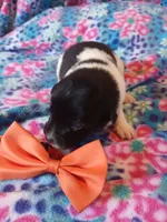 Tommy, a male Rat Terrier and Australian Shepherd for sale in Sugartown, LA – Photo 1 of 3