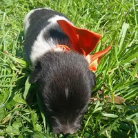 Tommy, a male Rat Terrier and Australian Shepherd for sale in Sugartown, LA – Photo 3 of 9