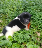 Tommy, a male Rat Terrier and Australian Shepherd for sale in Sugartown, LA – Photo 8 of 9