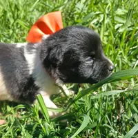 Tommy, a male Rat Terrier and Australian Shepherd for sale in Sugartown, LA – Photo 2 of 9