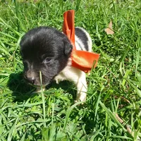 Tommy, a male Rat Terrier and Australian Shepherd for sale in Sugartown, LA – Photo 6 of 9