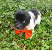 Tommy, a male Rat Terrier and Australian Shepherd for sale in Sugartown, LA – Photo 7 of 9