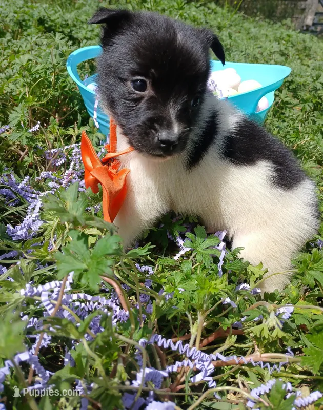 Tommy – Rat Terrier, Australian Shepherd puppy for sale in Sugartown, LA