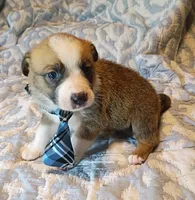 James, a male Australian Shepherd for sale in Sugartown, LA – 1 of 3