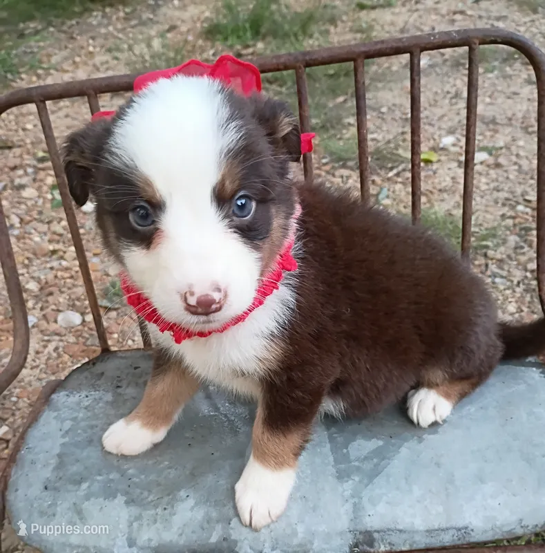 Rossie – Australian Shepherd puppy for sale in Sugartown, LA