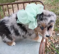 Sage, a female Miniature Australian Shepherd for sale in Sugartown, LA – 2 of 10