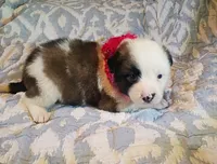 Amelia, a female Australian Shepherd for sale in Sugartown, LA – 1 of 3