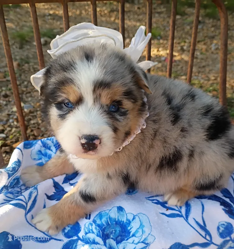 Swayzie  – Miniature Australian Shepherd puppy for sale in Sugartown, LA