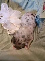 Swayzie , a female Miniature Australian Shepherd for sale in Sugartown, LA – Photo 3 of 3