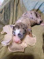 Swayzie , a female Miniature Australian Shepherd for sale in Sugartown, LA – Photo 2 of 3