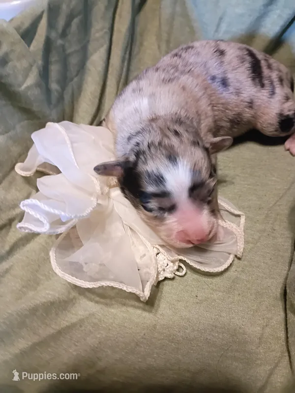 Swayzie  – Miniature Australian Shepherd puppy for sale in Sugartown, LA