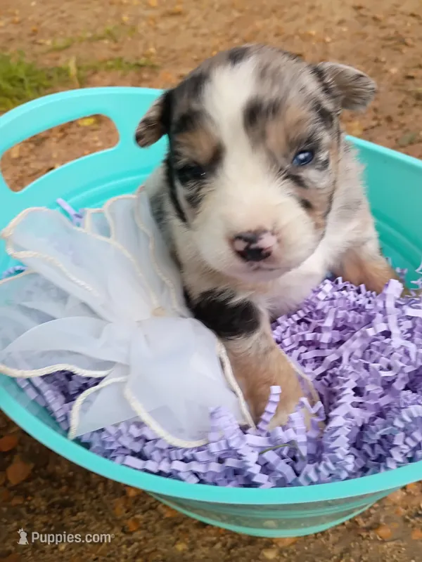 Swayzie  – Miniature Australian Shepherd puppy for sale in Sugartown, LA