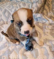 James, a male Australian Shepherd for sale in Sugartown, LA – 2 of 3
