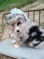 Sage, a female Miniature Australian Shepherd for sale in Sugartown, LA – 1 of 10