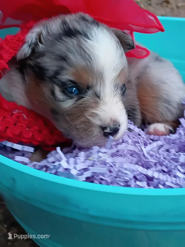 Saylor – Miniature Australian Shepherd puppy for sale in Sugartown, LA