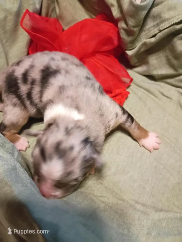 Saylor – Miniature Australian Shepherd puppy for sale in Sugartown, LA