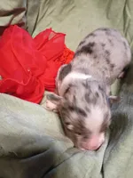 Saylor, a female Miniature Australian Shepherd for sale in Sugartown, LA – Photo 3 of 3