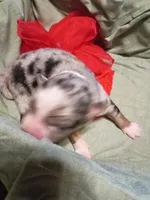 Saylor, a female Miniature Australian Shepherd for sale in Sugartown, LA – Photo 2 of 3