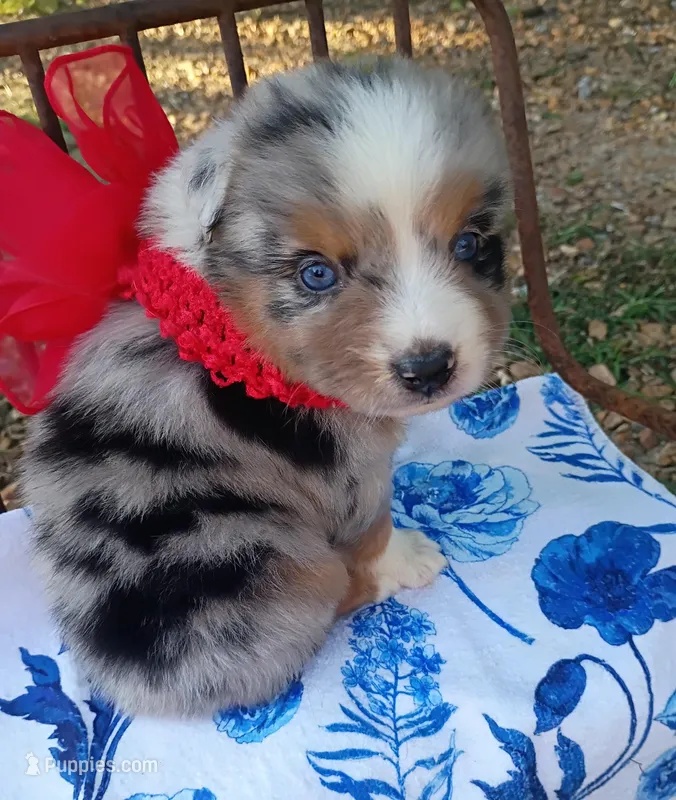 Saylor – Miniature Australian Shepherd puppy for sale in Sugartown, LA