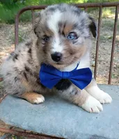   Caplun, a male Miniature Australian Shepherd for sale in Sugartown, LA – 10 of 10