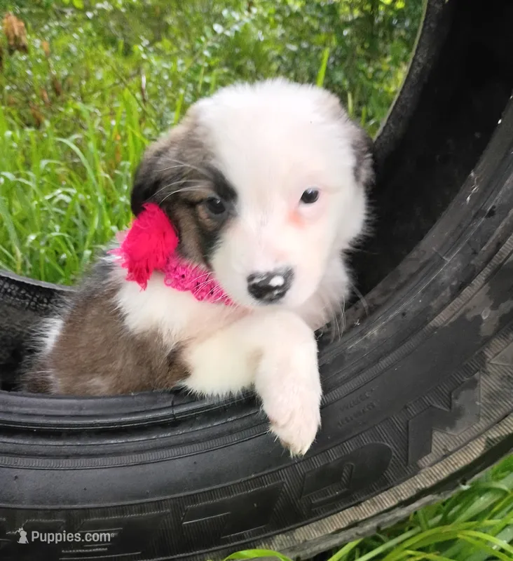 Amelia – Australian Shepherd puppy for sale in Sugartown, LA