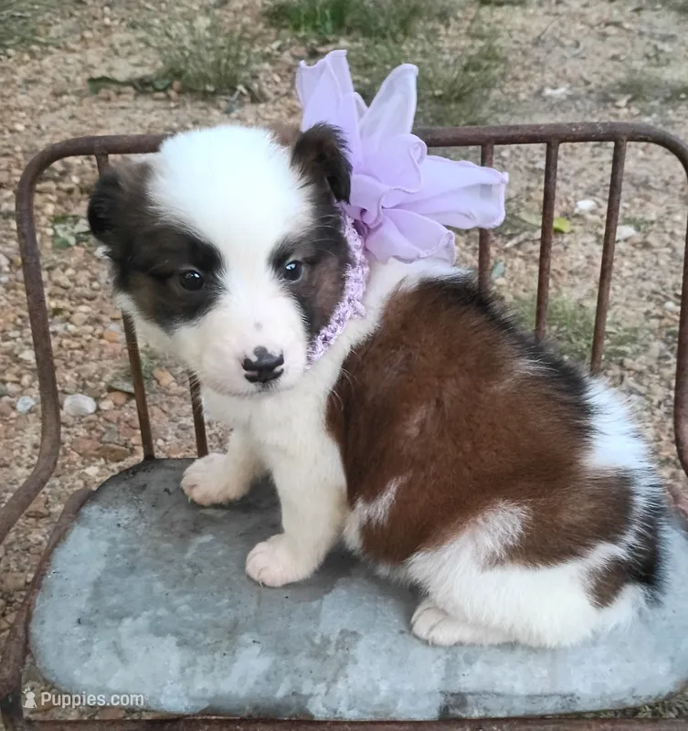 Rylee – Australian Shepherd puppy for sale in Sugartown, LA