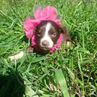 Penny, a female Rat Terrier and Australian Shepherd for sale in Sugartown, LA – Photo 3 of 4