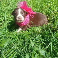 Penny, a female Rat Terrier and Australian Shepherd for sale in Sugartown, LA – Photo 4 of 4