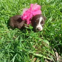 Penny, a female Rat Terrier and Australian Shepherd for sale in Sugartown, LA – Photo 2 of 4