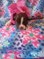 Penny, a female Rat Terrier and Australian Shepherd for sale in Sugartown, LA – Photo 2 of 2