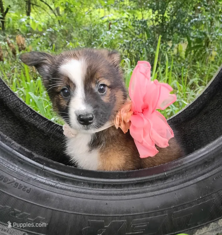 Peaches – Australian Shepherd puppy for sale in Sugartown, LA