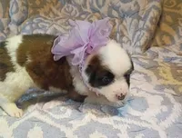 Rylee, a female Australian Shepherd for sale in Sugartown, LA – 2 of 3