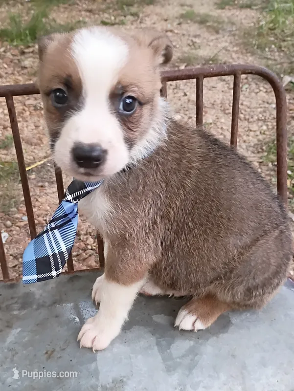 James – Australian Shepherd puppy for sale in Sugartown, LA