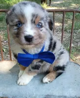   Caplun, a male Miniature Australian Shepherd for sale in Sugartown, LA – 3 of 10