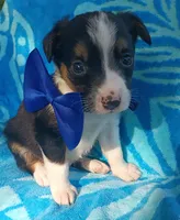 Oliver, a male Australian Shepherd and Border Collie for sale in Sugartown, LA – 2 of 2