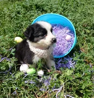 Sassy, a female Rat Terrier and Australian Shepherd for sale in Sugartown, LA – Photo 7 of 7
