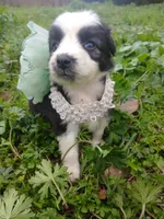 Sassy, a female Rat Terrier and Australian Shepherd for sale in Sugartown, LA – Photo 2 of 7