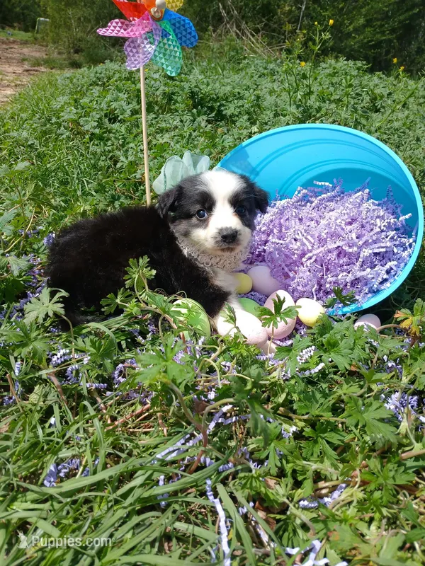 Sassy – Rat Terrier, Australian Shepherd puppy for sale in Sugartown, LA