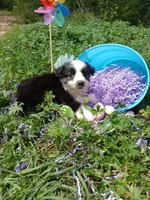 Sassy, a female Rat Terrier and Australian Shepherd for sale in Sugartown, LA – Photo 1 of 7
