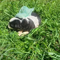 Sassy, a female Rat Terrier and Australian Shepherd for sale in Sugartown, LA – Photo 5 of 7