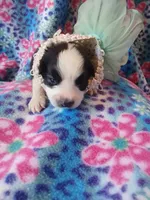 Sassy, a female Rat Terrier and Australian Shepherd for sale in Sugartown, LA – Photo 3 of 3